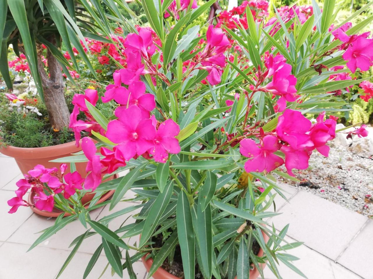 Kati Villa Vonyarcvashegy Ngoại thất bức ảnh